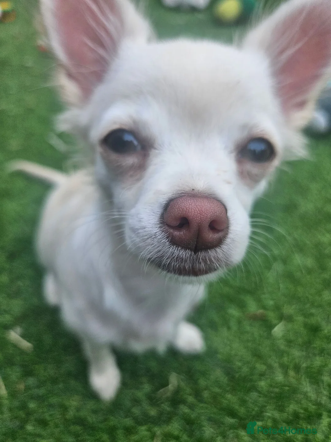Chihuahua dogs for sale: 4 month little girl - Advert 1