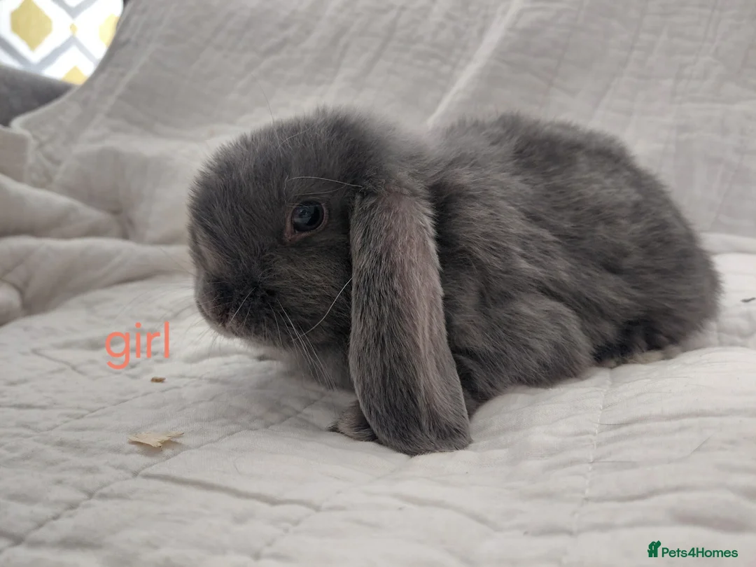 Mini Lop rabbits for sale: Baby mini lops - Advert 1