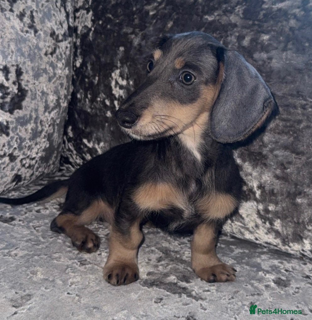 Miniature Dachshund dogs for sale: miniature dachshunds ready to leave! - Advert 20