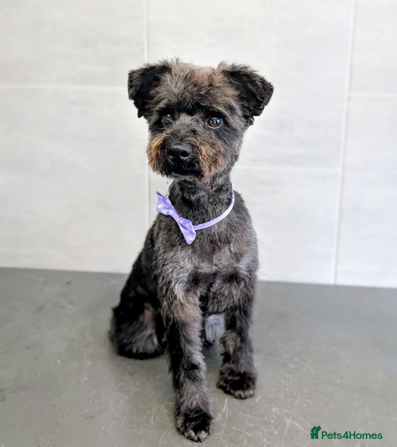 Schnoodle dogs F1B Stunning Merle Schnoodle  - Advert 2