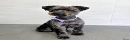Schnoodle dogs for sale: F1B Stunning Merle Schnoodle  - Advert 2