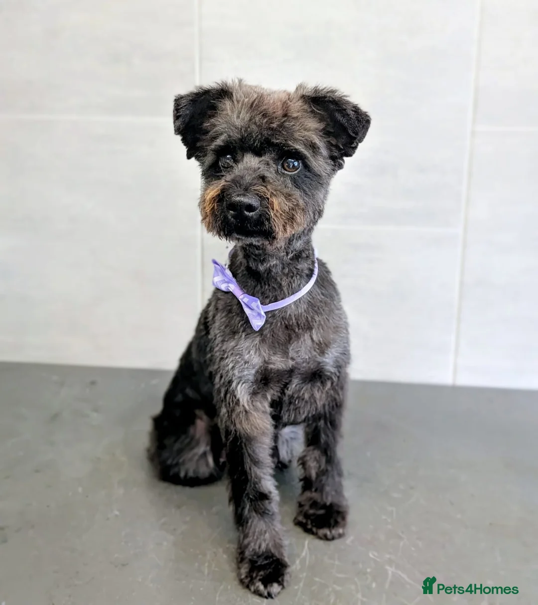 Schnoodle dogs for sale: F1B Stunning Merle Schnoodle  - Advert 2