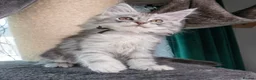 Maine Coon cats for sale: STUNNING PEDIGREE MAINE COON KITTENS - Advert 35
