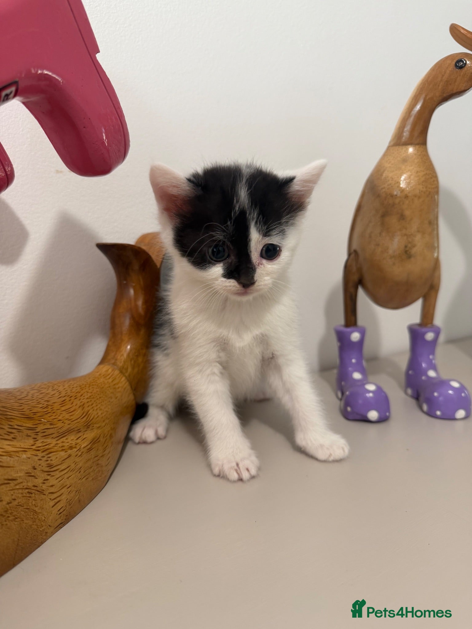 British Shorthair cats READY NOW Kittens FEMALE LEFT - Advert 1