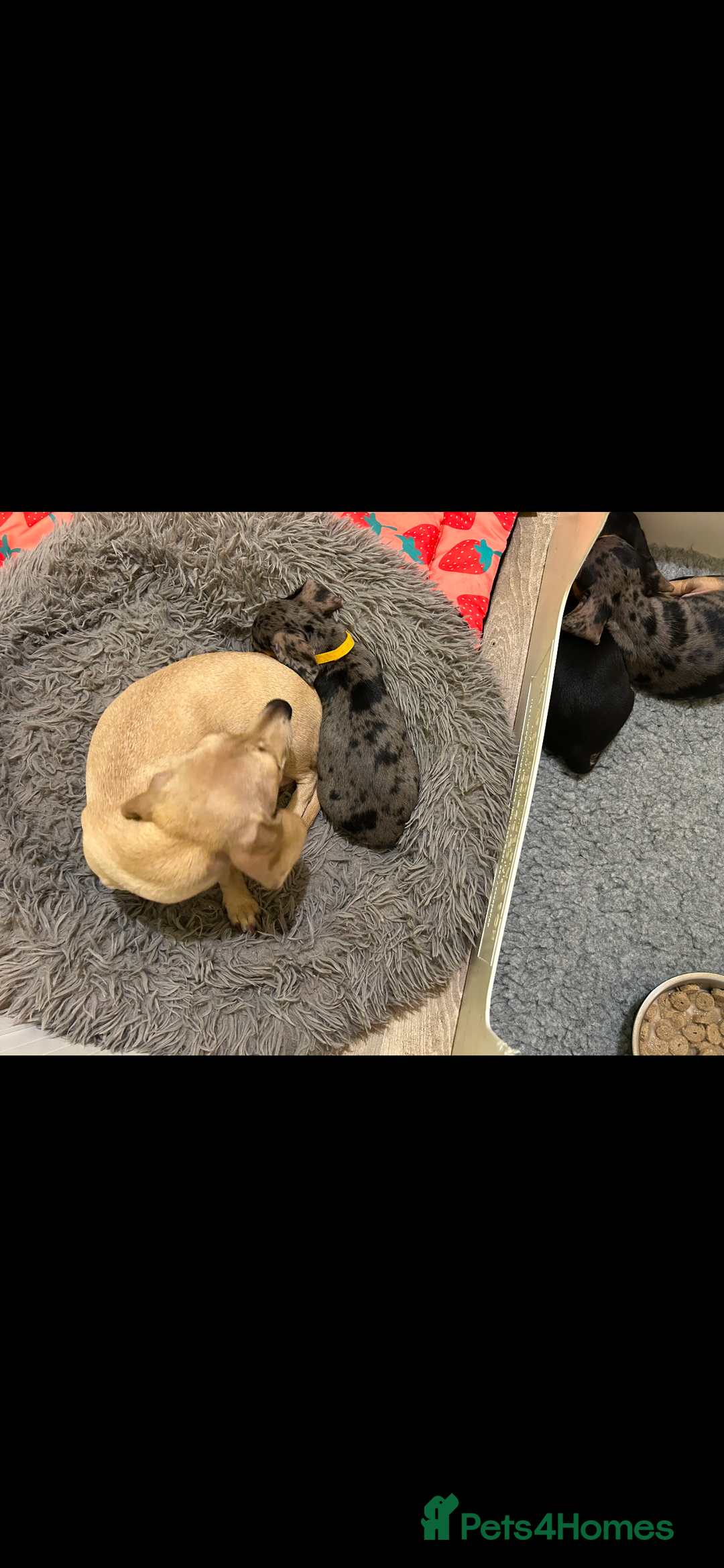 Miniature Dachshund dogs for sale: Skyla for sale  - Advert 6