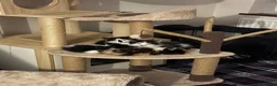Domestic Shorthair cats for sale: 4 Domestic Shorthair Kittens   - Advert 1