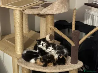 Domestic Shorthair cats 4 Domestic Shorthair Kittens - Advert 4
