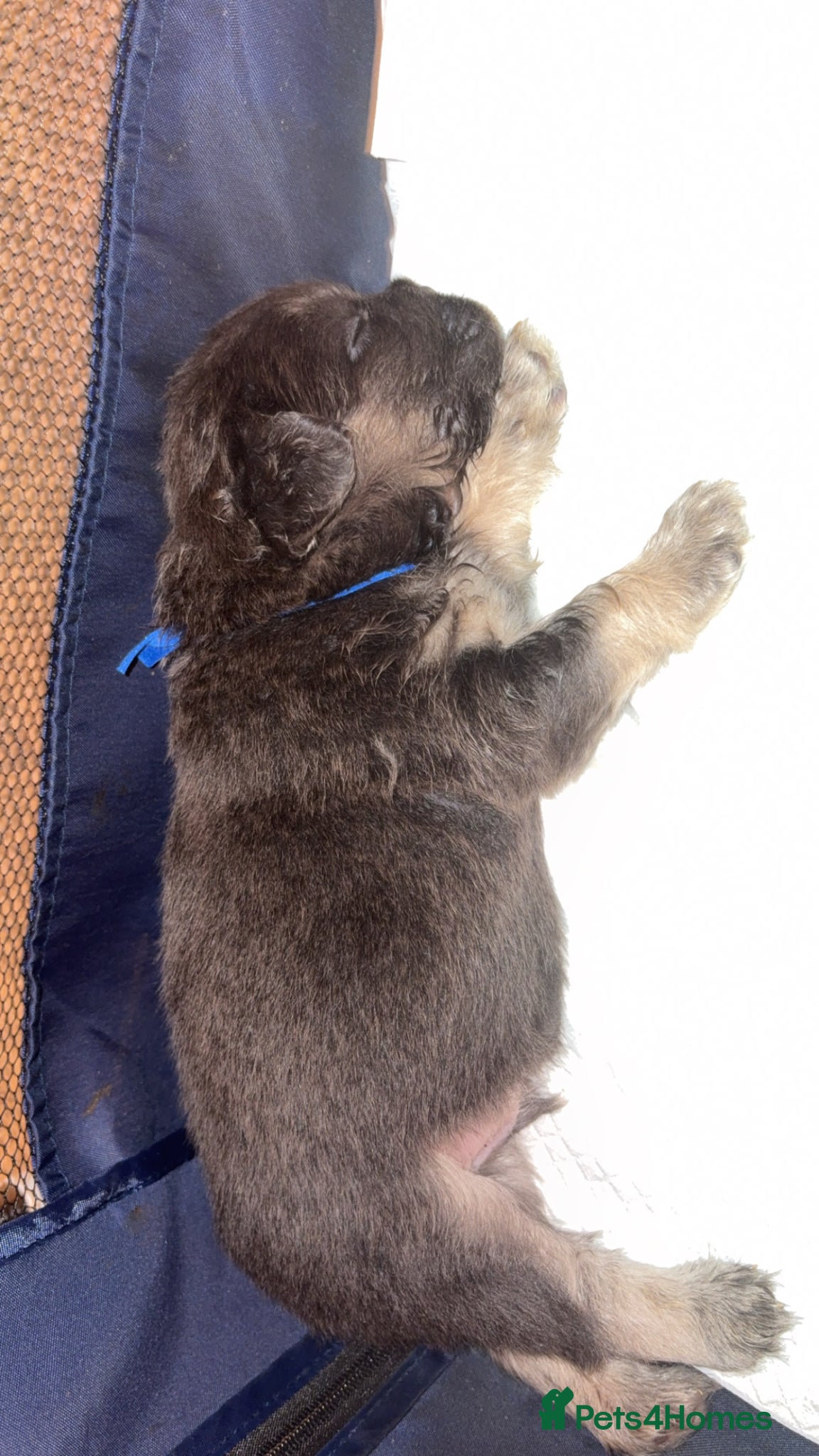 French Bulldog dogs for sale: 6 long haired French bulldogs for sale - Advert 9