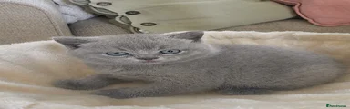 British Shorthair Kitten 2