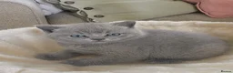 British Shorthair cats for sale: Chunky teddy bear GCCF British shorthair  - Advert 34