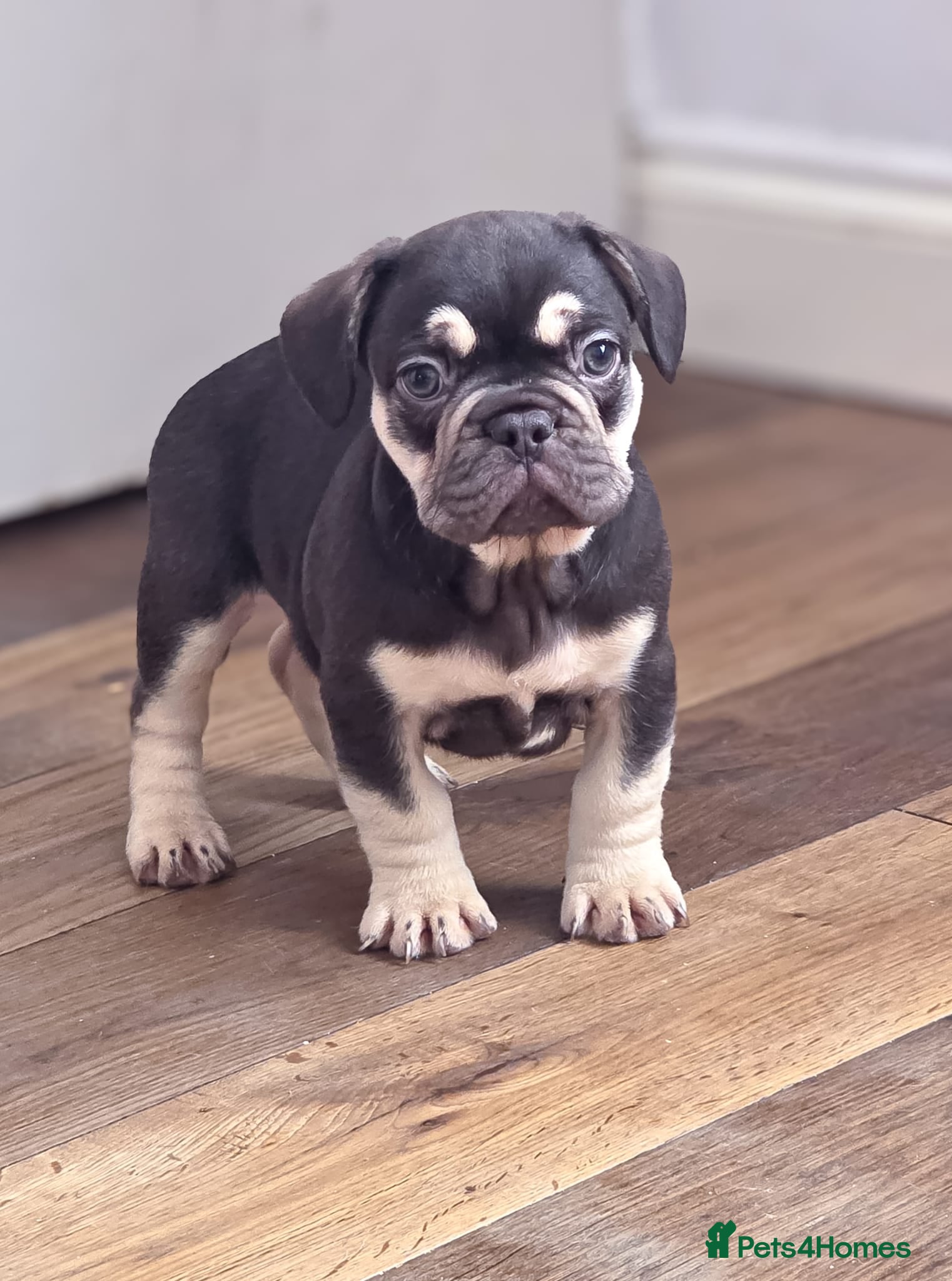 French Bulldog dogs Top Quality french bulldog puppies Available  - Advert 1
