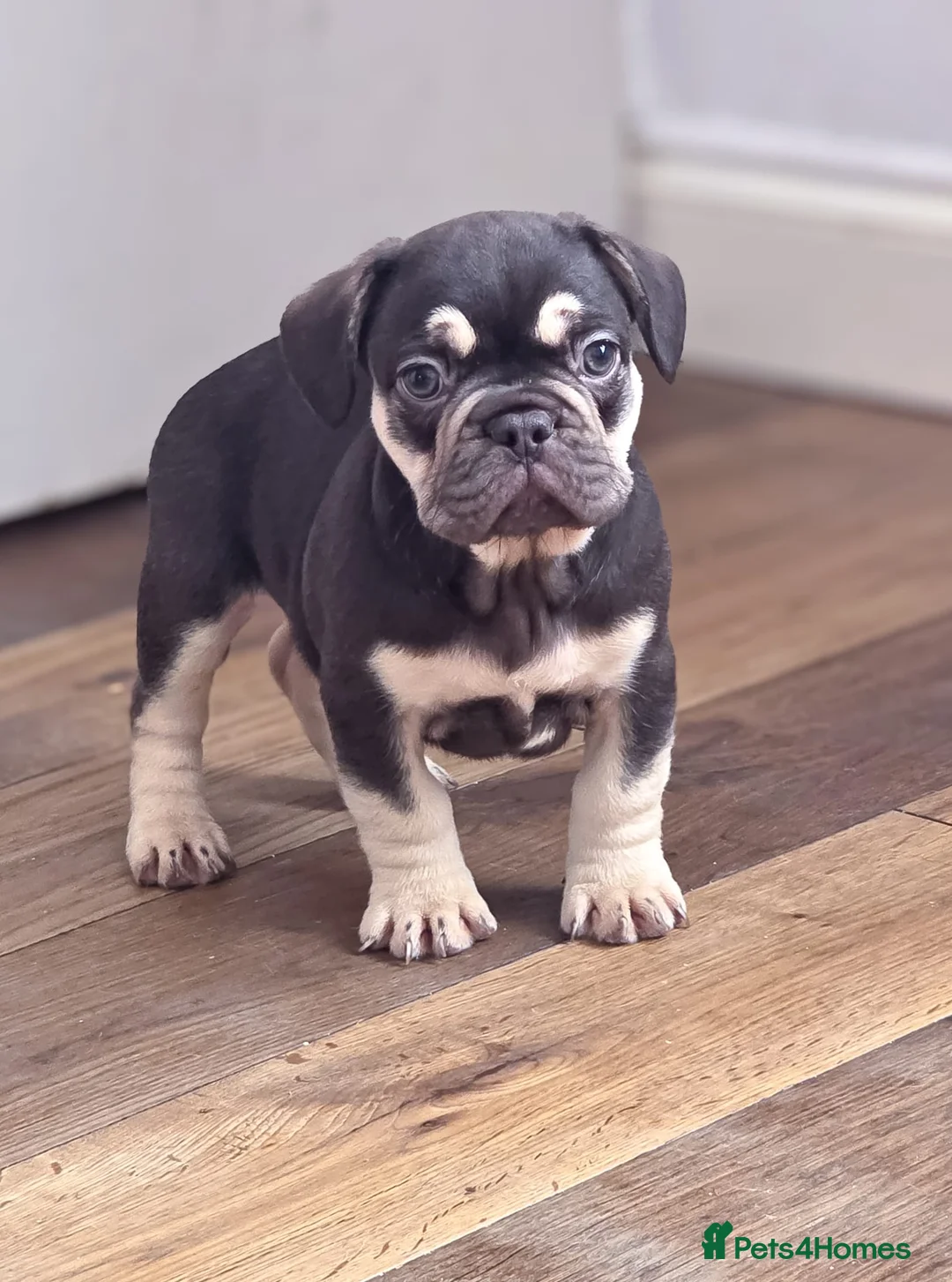 French Bulldog dogs for sale: Top Quality french bulldog puppies Available  - Advert 1