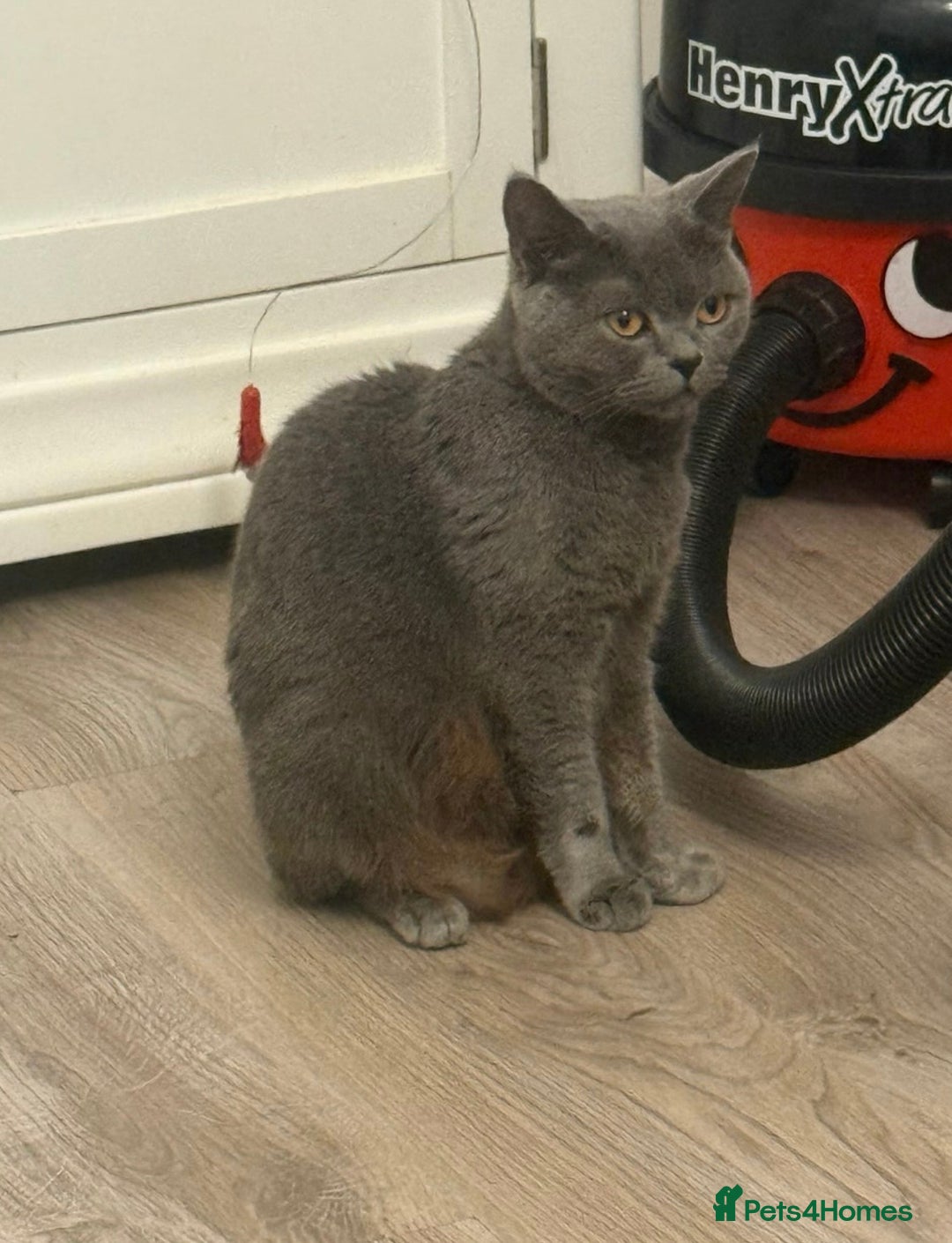 British Shorthair cats for sale: female british shorthair kitten for sale - Advert 5