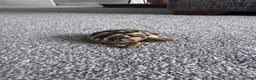 Hermann Tortoise reptiles for sale: Hermann Tortoise in Blackwood - Advert 3