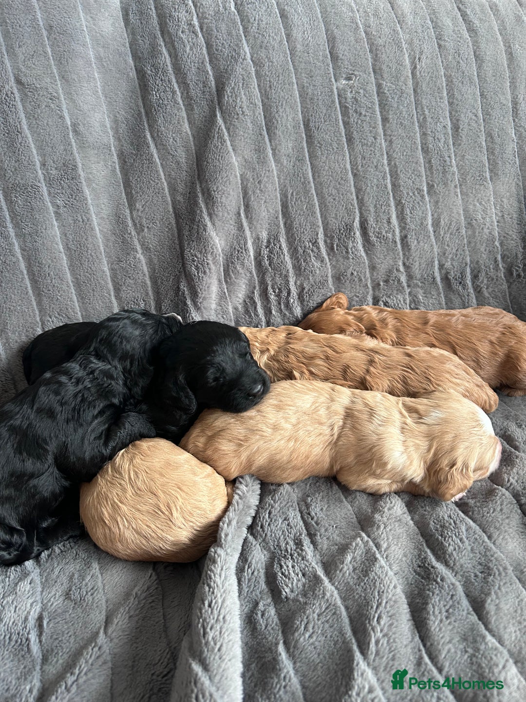Cockapoo dogs for sale: Stunnning cockerpoos  - Image 6