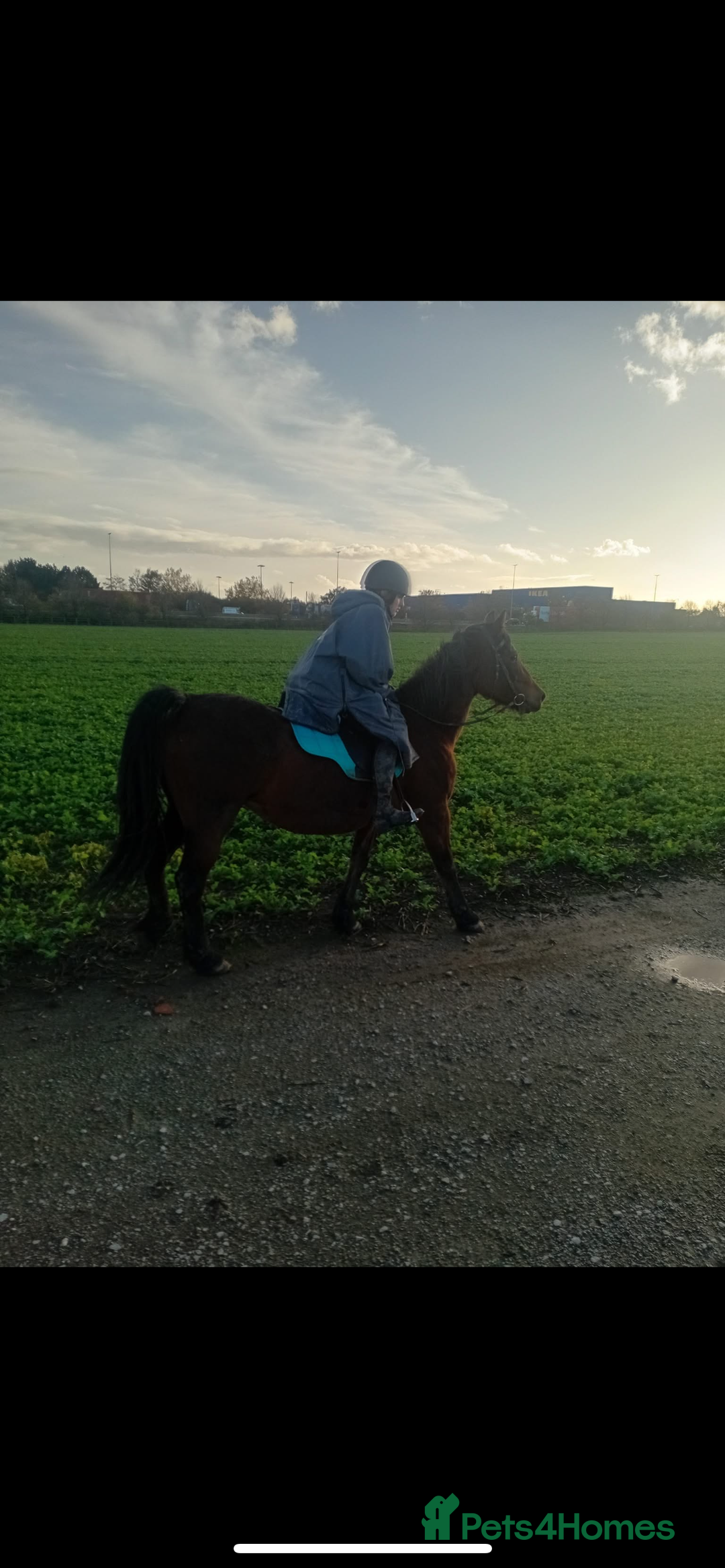 Welsh Section D horses for sale: Welsh d mare  - Advert 1