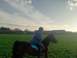 Welsh Section D horses Welsh d mare - Advert 1