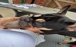 French Bulldog dogs for sale: Pasha  - Image 1