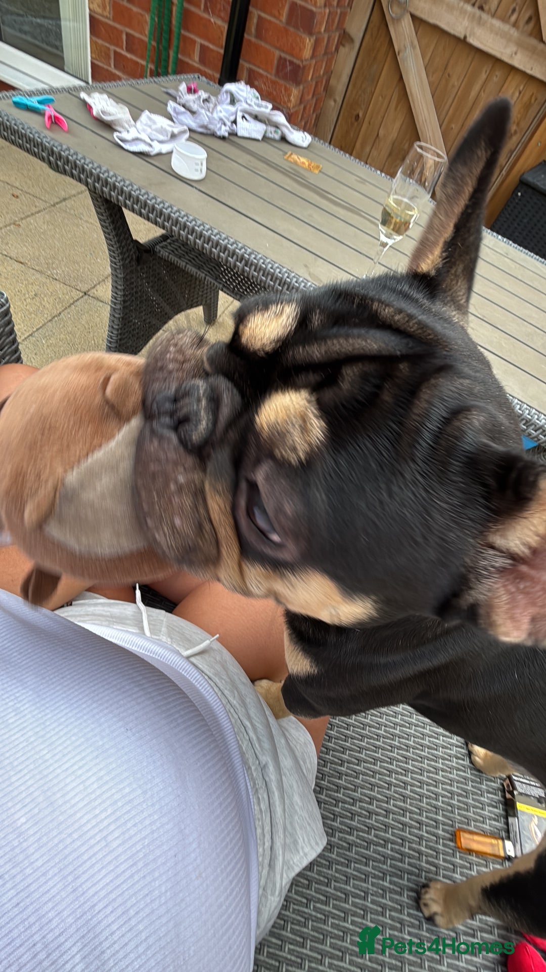 French Bulldog dogs for sale: Pasha  - Image 1