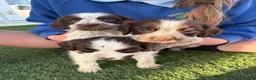 Cocker Spaniel dogs for sale: Cocker spaniel puppies 4boys 2girls  - Advert 3