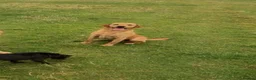 Labrador Retriever dogs for sale: Labrador  - Advert 2