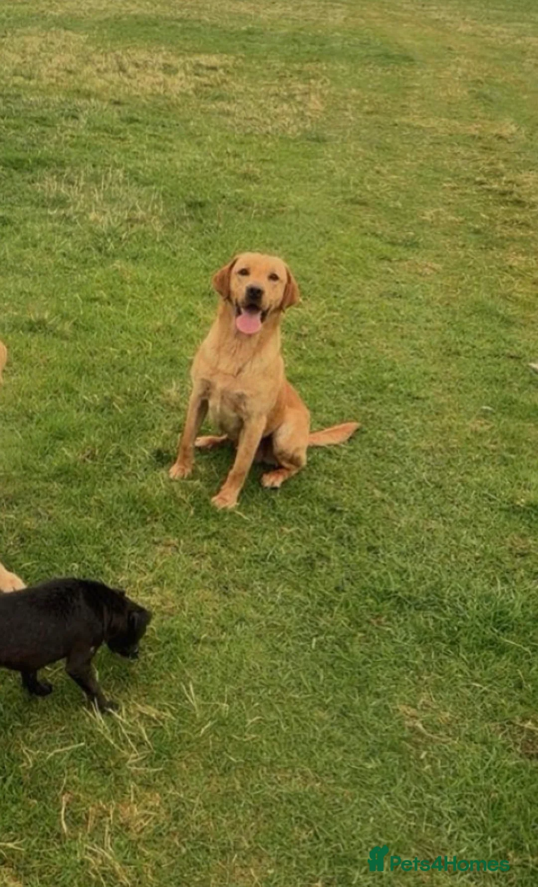 Labrador Retriever dogs for sale: Labrador  - Advert 2