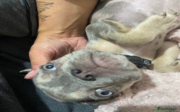 French Bulldog dogs for sale: REDUCED !!!! FRENCH BULLDOG PUPS / READY NOW!!! - Image 10