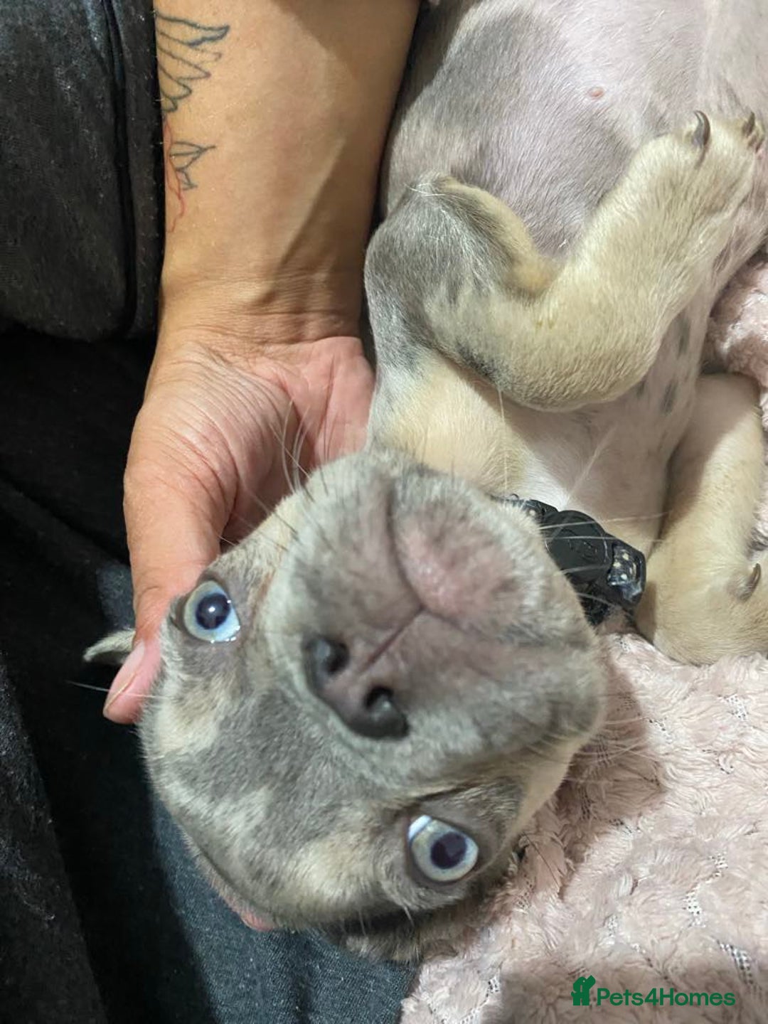 French Bulldog dogs for sale: REDUCED !!!! FRENCH BULLDOG PUPS / READY NOW!!! - Image 10