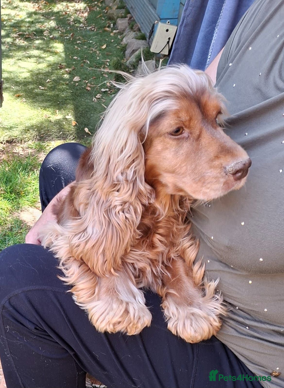 Cocker Spaniel dogs KC SHOW TYPE FEMALE COCKER SPANIEL - Advert 5