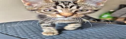 British Shorthair cats for sale: Kittens - Advert 1