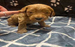 Cockapoo dogs for sale: Ready Monday 2 Cockapoo females  - Advert 36