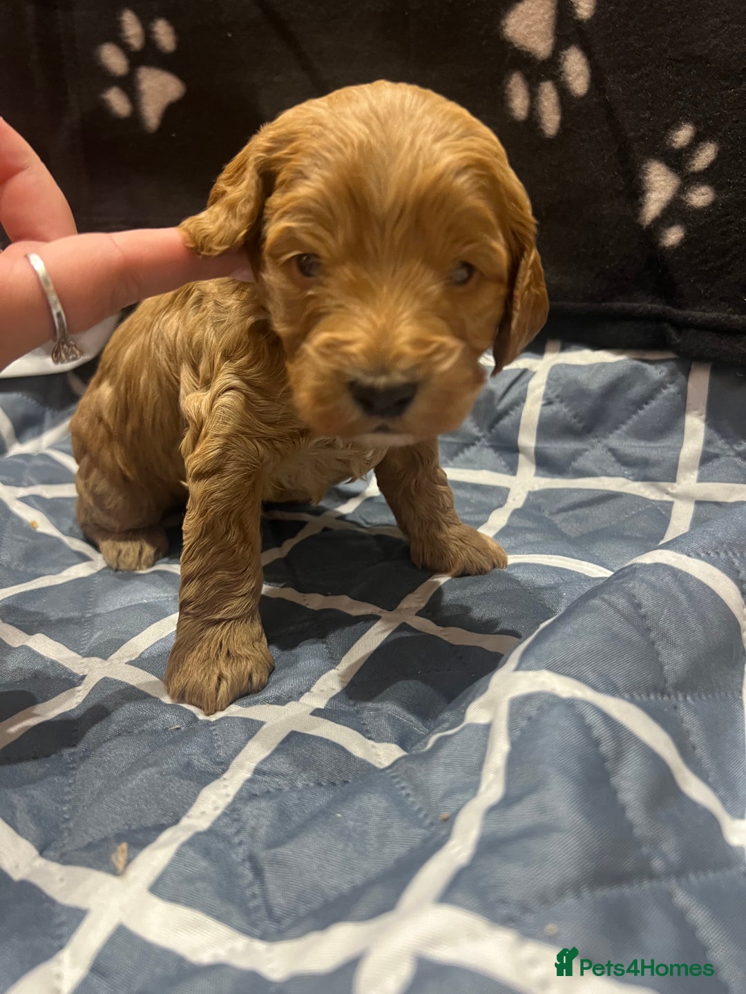 Cockapoo dogs for sale: Ready Monday 2 Cockapoo females  - Advert 36