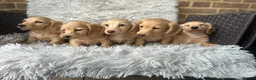 Miniature Dachshund dogs for sale: Longhaired miniature dachshund  - Advert 4