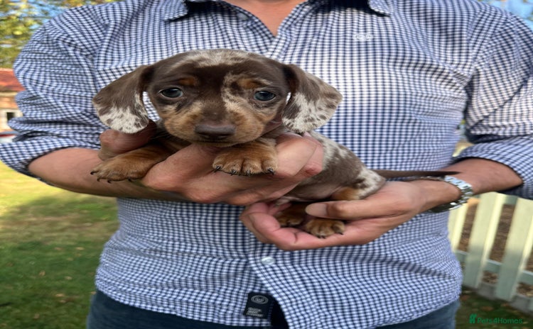 Miniature Dachshund dogs - Advert 12