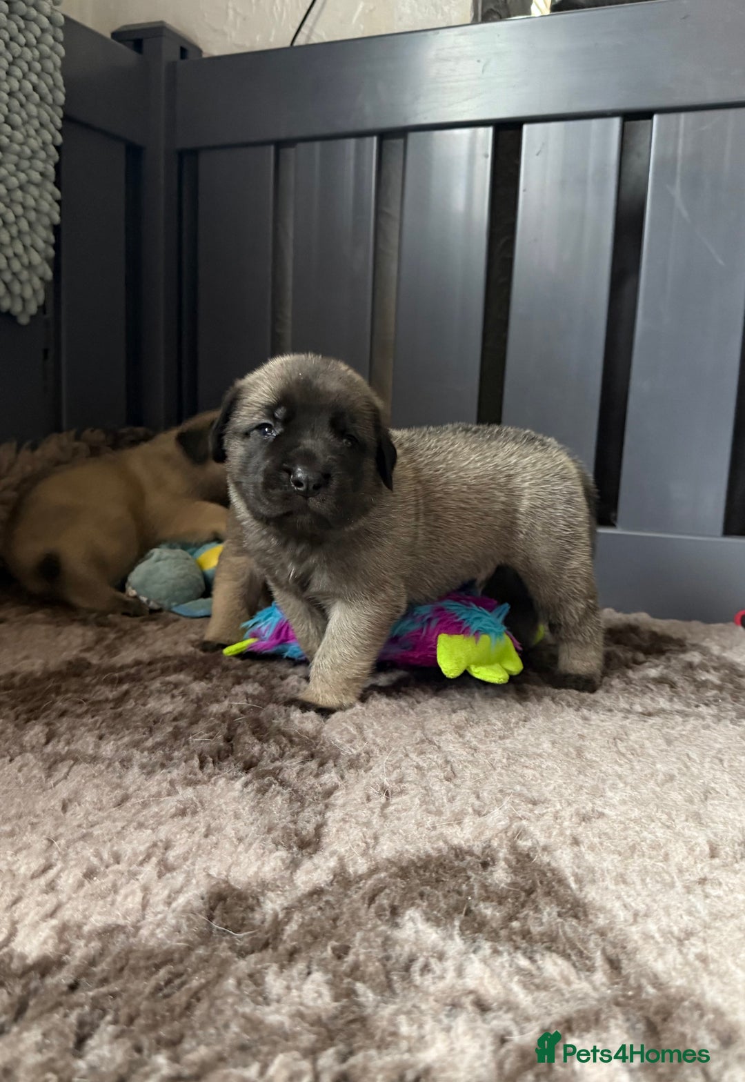Mastiff dogs for sale: KC English mastiff Puppies  - Advert 7