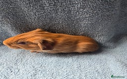 Guinea Pig rodents for sale: Baby Guinea Pigs – Ready to Reserve - Image 2