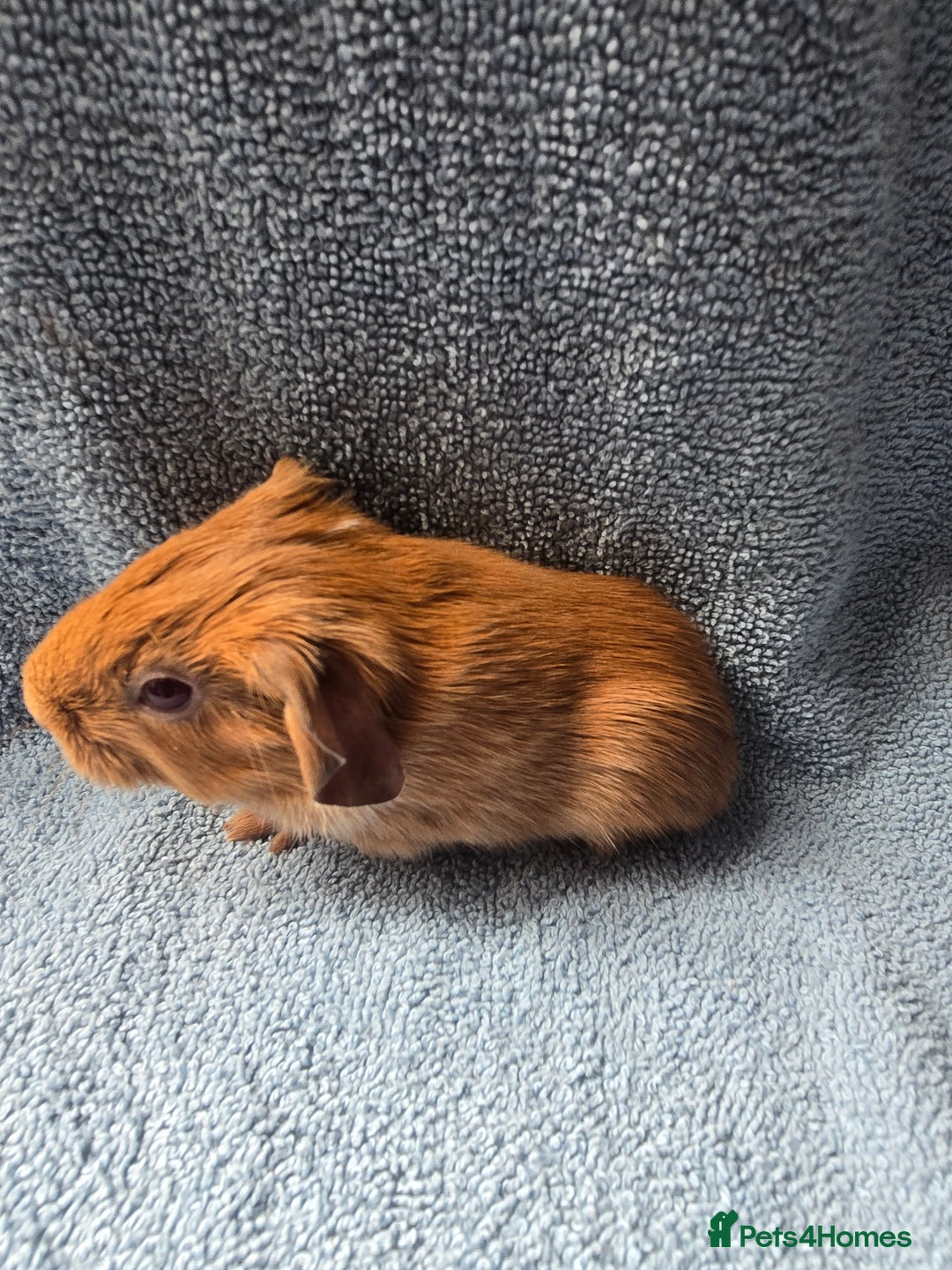 Guinea Pig rodents for sale: Baby Guinea Pigs – Ready to Reserve - Image 2