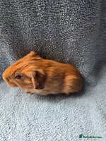 Guinea Pig rodents - Advert 12