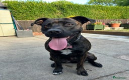 Mixed Breed dogs for sale: Dog to rehome  - Image 5