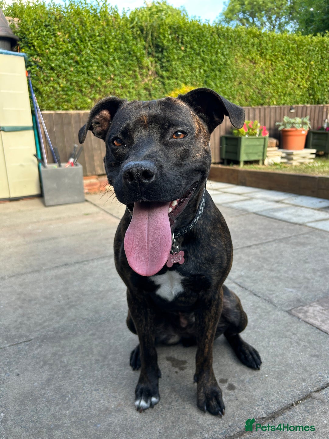 Mixed Breed dogs for sale: Dog to rehome  - Image 5
