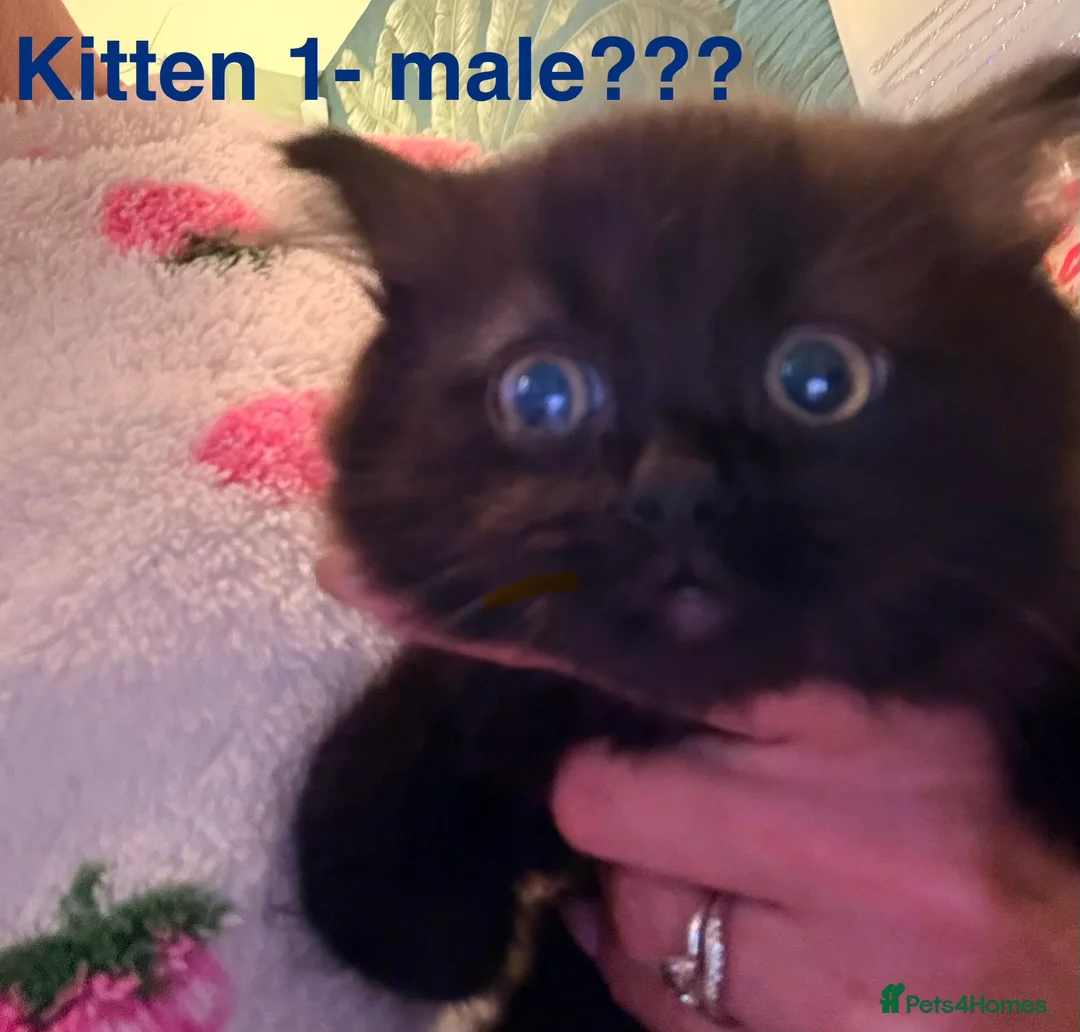 Mixed Breed cats for sale: 2 ragdoll x British blue kittens  - Advert 2
