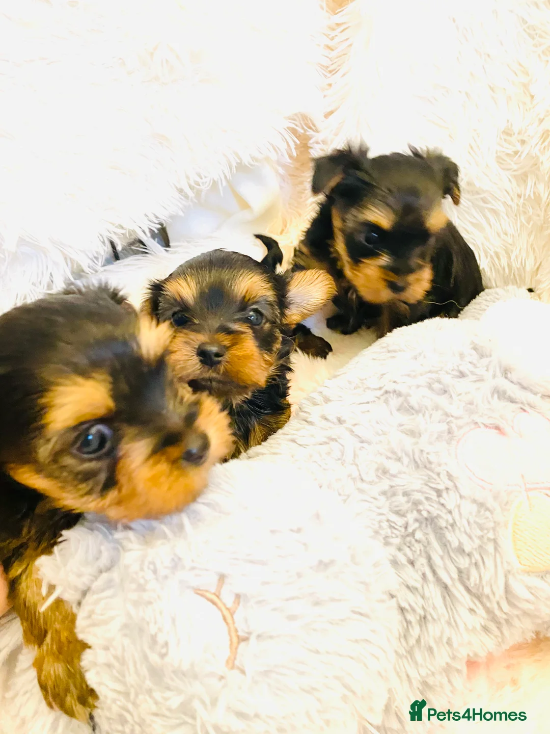 Yorkshire Terrier dogs for sale: KC Registered Yorkshire terrier puppy’s  - Advert 7