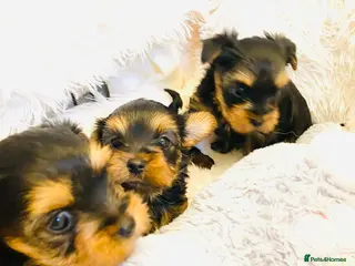Yorkshire Terrier dogs KC Registered Yorkshire terrier puppy’s - Advert 5