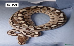 Python Snake reptiles for sale: Royal Python Morph Hatchlings  - Image 10
