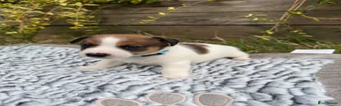 Jack Russell 1