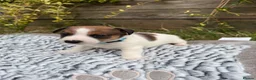 Jack Russell dogs for sale: Gorgeous Jack Russell puppies in Crewe - Advert 3