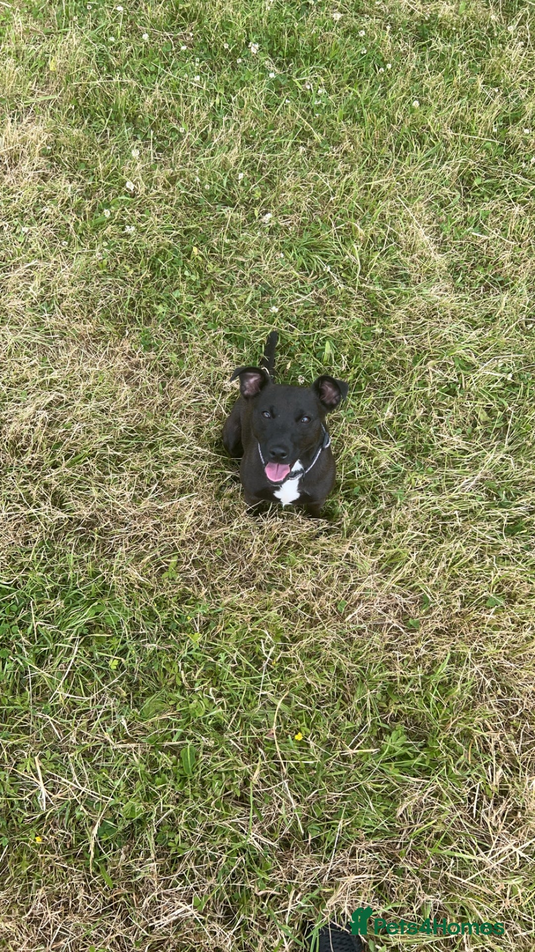 Patterjack dogs for sale: Outstanding litter of patterjack puppys for sales  - Image 14