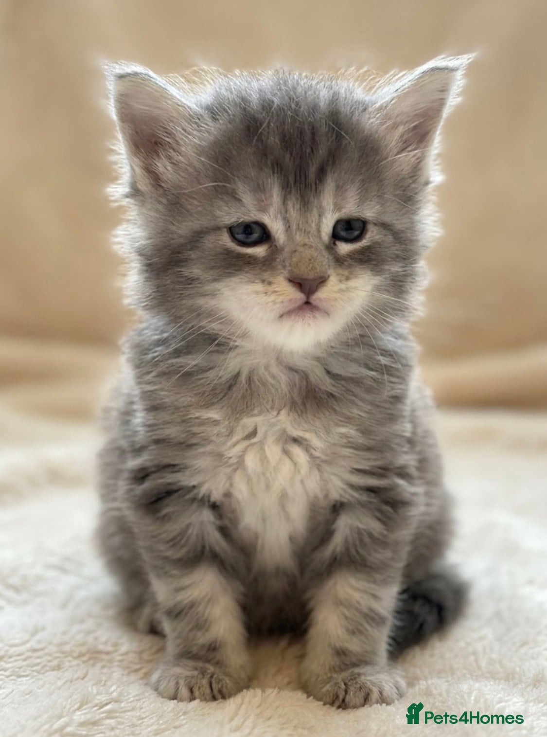 Maine Coon cats for sale: GCCF Maine Coons - Advert 1