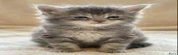 Maine Coon cats for sale: GCCF Maine Coons - Advert 1