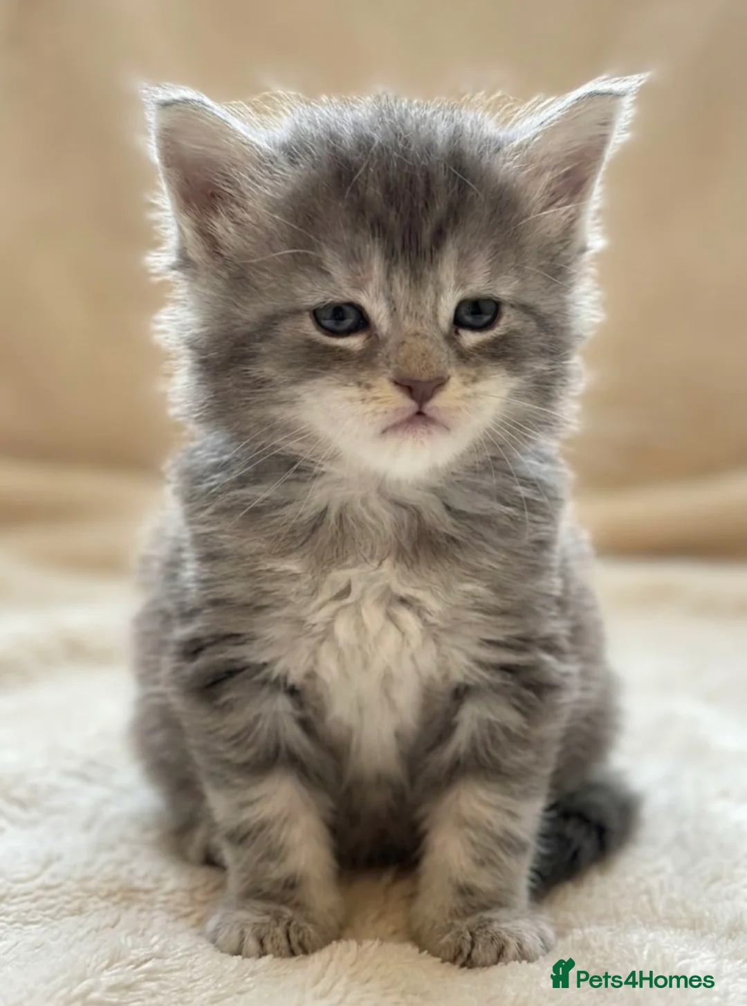Maine Coon cats for sale: GCCF Maine Coons - Advert 1